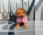 Small #2 Maltipoo (Toy)