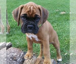 Boxer Puppy for sale in DENVER, PA, USA