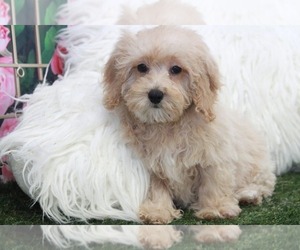Poodle (Miniature) Puppy for sale in MARIETTA, GA, USA