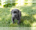 Small #1 Cane Corso