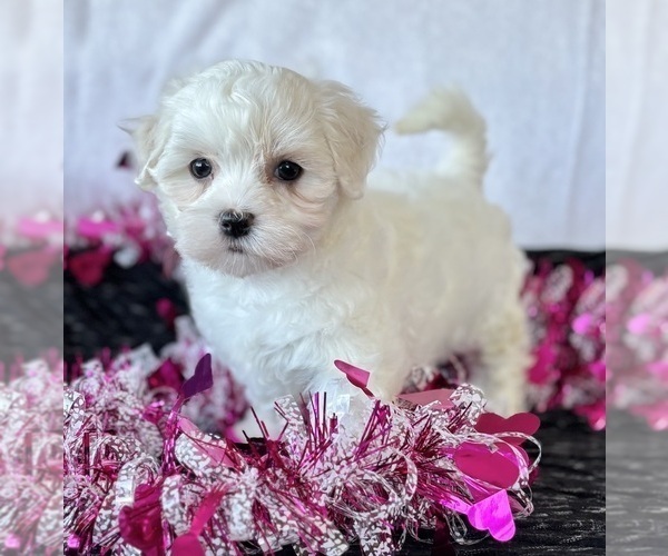 Medium Photo #8 Maltese Puppy For Sale in ROCK STREAM, NY, USA