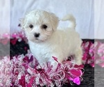Small #7 Maltese