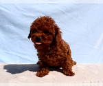 Lady - Male Poodle (Toy) Puppy for Sale - Photo #4