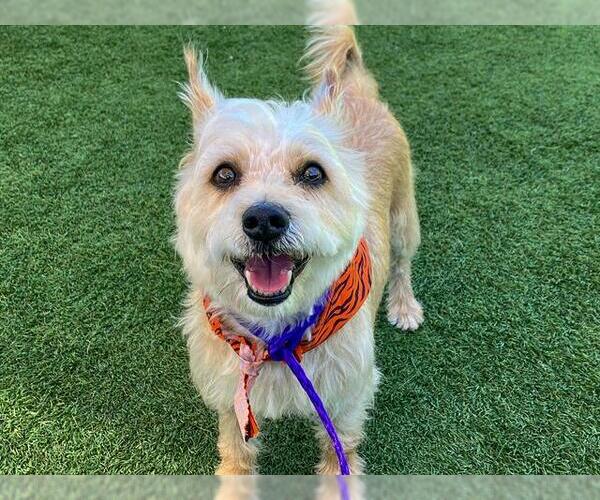 Medium Photo #1 Cairn Terrier Puppy For Sale in Orange, CA, USA