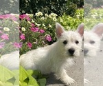 Small #2 West Highland White Terrier