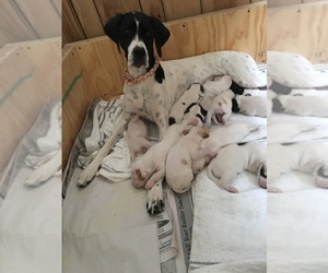 Pointer Puppy for sale in WHITE LAKE, WI, USA
