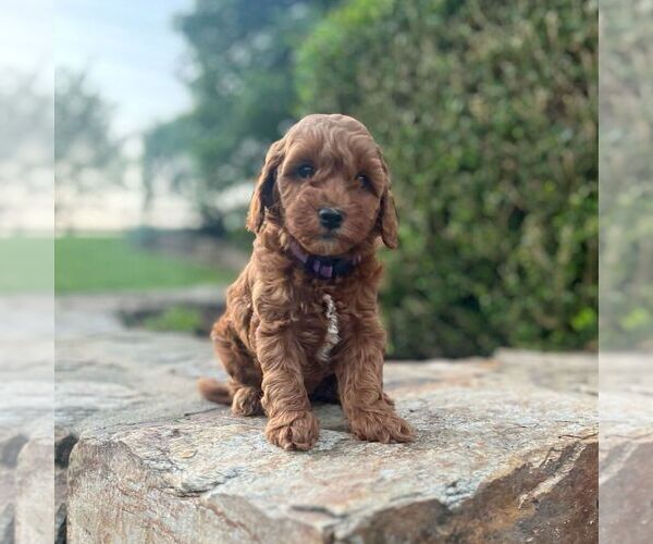 Medium Photo #1 Miniature Labradoodle Puppy For Sale in COATESVILLE, PA, USA