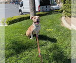 Small #1 Staffordshire Bull Terrier