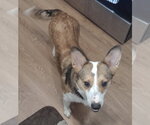 Small #2 Mutt
