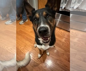 Kit - Male Siberian Husky-Unknown Mix Dog for Adoption - Photo #4