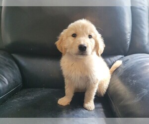 Golden Retriever Puppy for sale in NOVI, MI, USA