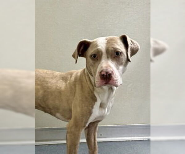 Medium Photo #1 Mutt Puppy For Sale in Glen Allen, VA, USA