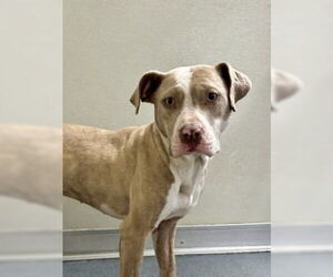 Mutt Dogs for adoption in Glen Allen, VA, USA