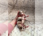 Small Photo #14 Australian Shepherd Puppy For Sale in TURLOCK, CA, USA