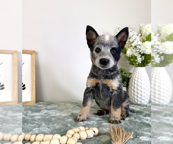 Medium Photo #4 Australian Cattle Dog Puppy For Sale in GREENFIELD, IN, USA