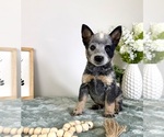 Small #3 Australian Cattle Dog