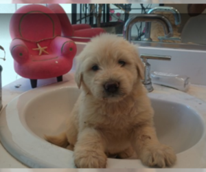 Goldendoodle Puppy for Sale in DIXON, California USA