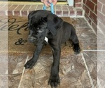 Puppy Puppy 5 Cane Corso