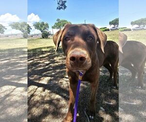 Labrador Retriever-Unknown Mix Dogs for adoption in Las Vegas, NM, USA