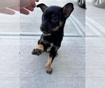 Small Chihuahua Mix
