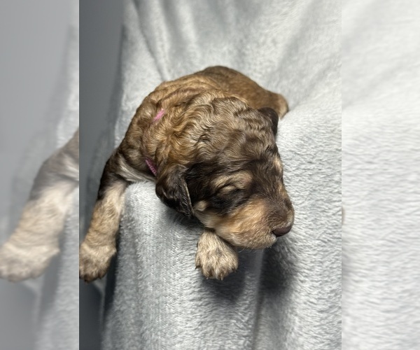 Medium Photo #44 Goldendoodle Puppy For Sale in HOWARD CITY, MI, USA