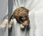 Small #2 Goldendoodle