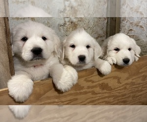 Great Pyrenees Puppy for sale in BLOSERVILLE, PA, USA