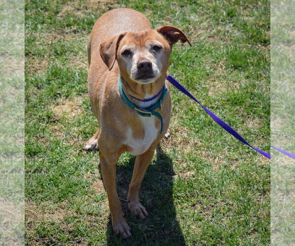 Medium Photo #3 Doxle Puppy For Sale in Huntley, IL, USA