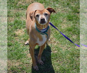 Lil Man - Male Doxle Dog for Adoption - Photo #3