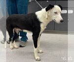 Small #3 Border Collie Mix