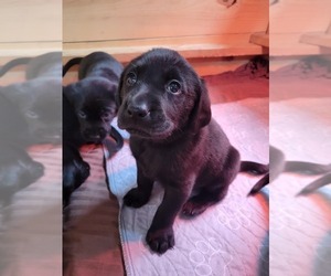 Labrador Retriever Puppy for sale in RED WING, MN, USA