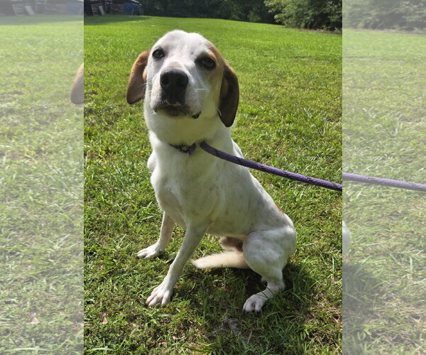 Medium Photo #2 Greyhound-Labrador Retriever Mix Puppy For Sale in Attalka, AL, USA