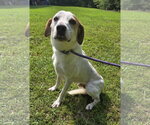 Small #1 Greyhound-Labrador Retriever Mix