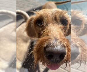 Haven - Female Golden Retriever-Unknown Mix Dog for Adoption - Photo #2