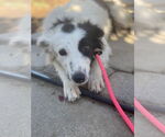 Small Photo #5 Border Collie-Unknown Mix Puppy For Sale in Newport Beach, CA, USA