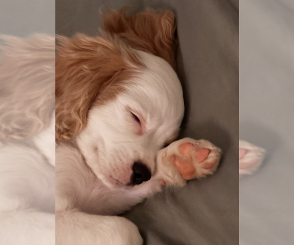 Medium Photo #7 Cavachon Puppy For Sale in OLYMPIA, WA, USA