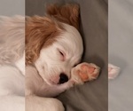 Small #6 Cavachon
