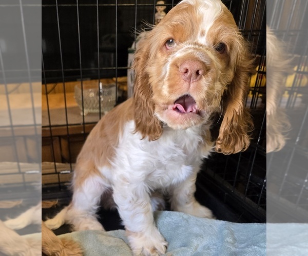 Medium Photo #3 English Cocker Spaniel Puppy For Sale in HOLYOKE, MA, USA