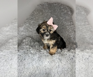 YorkiePoo Puppy for sale in INDIANAPOLIS, IN, USA