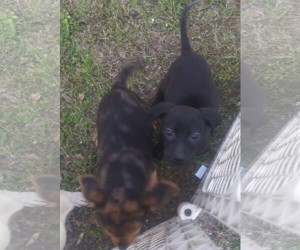 Medium Photo #9 Border Collie-Catahoula Leopard Dog Mix Puppy For Sale in Oakhurst, NJ, USA