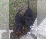 Small #8 Border Collie-Catahoula Leopard Dog Mix