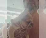 Small #17 French Bulldog