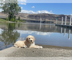 Goldendoodle Puppy for sale in TACOMA, WA, USA