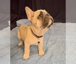 Small #4 French Bulldog