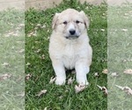 Small #8 Great Pyrenees