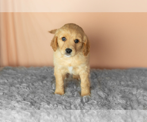 Golden Cavadoodle Puppy for sale in MILLERSBURG, IN, USA