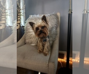 Father of the Yorkshire Terrier puppies born on 09/02/2025