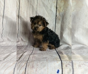 Yorkshire Terrier Puppy for sale in CUMBERLAND, OH, USA
