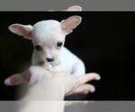 Small #14 Chihuahua