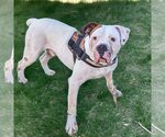 Small #1 American Bulldog